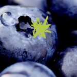 Wellhealthorganic.com:blueberry-brain-boosting-benefits – Guide to Cognitive Wellness